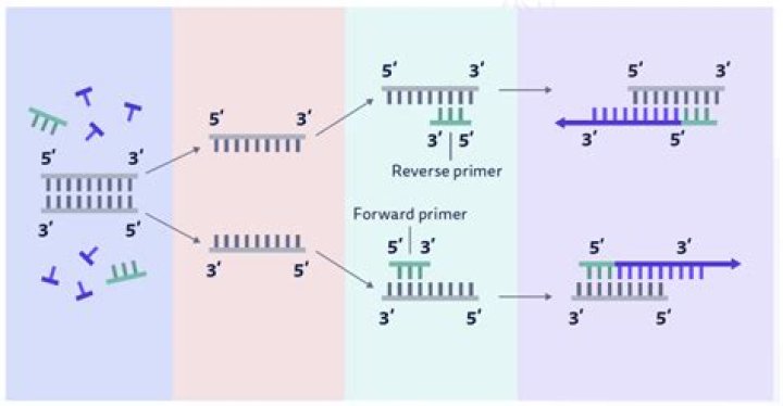 What is primer G?