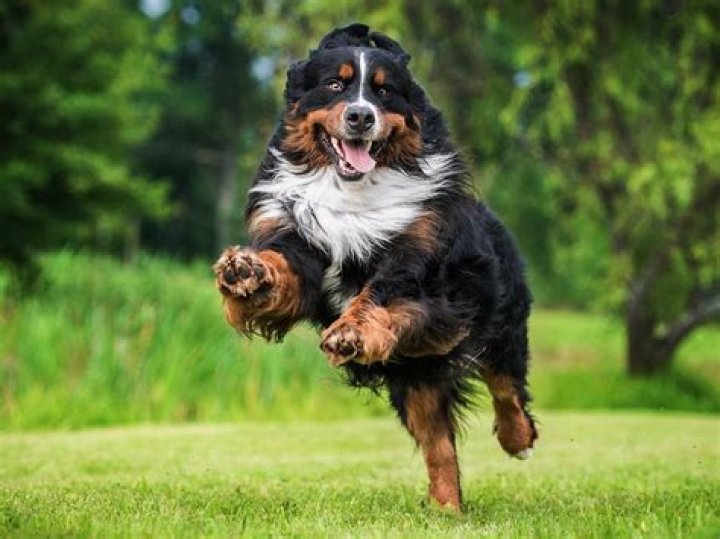 What is the best low maintenance dog?