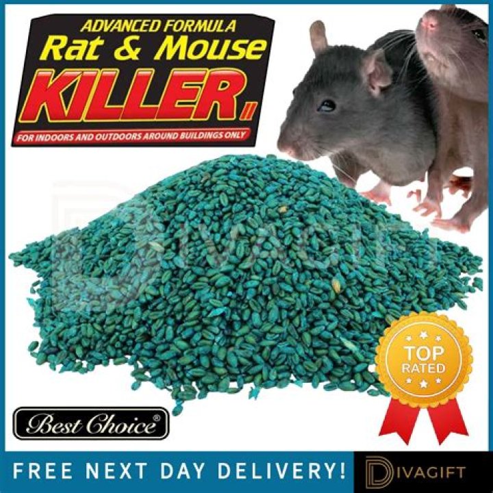 What is the best mouse killer?
