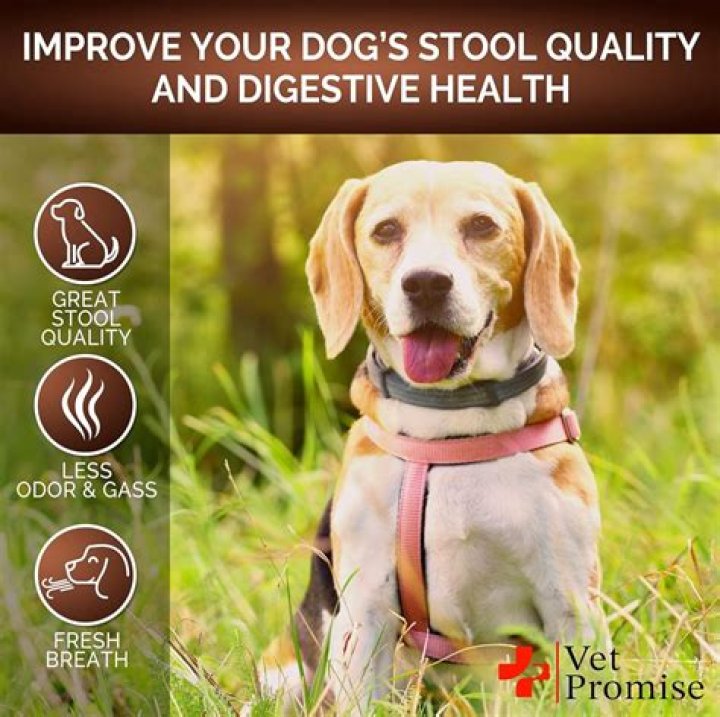 What is the best product to stop dog from eating poop?