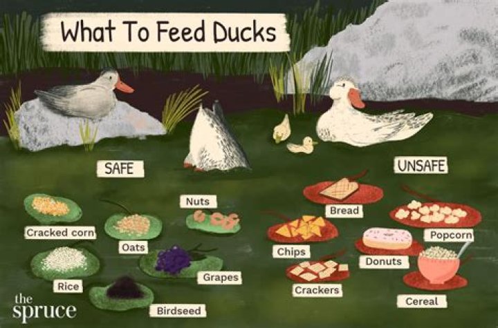 What is the best thing to feed ducks?