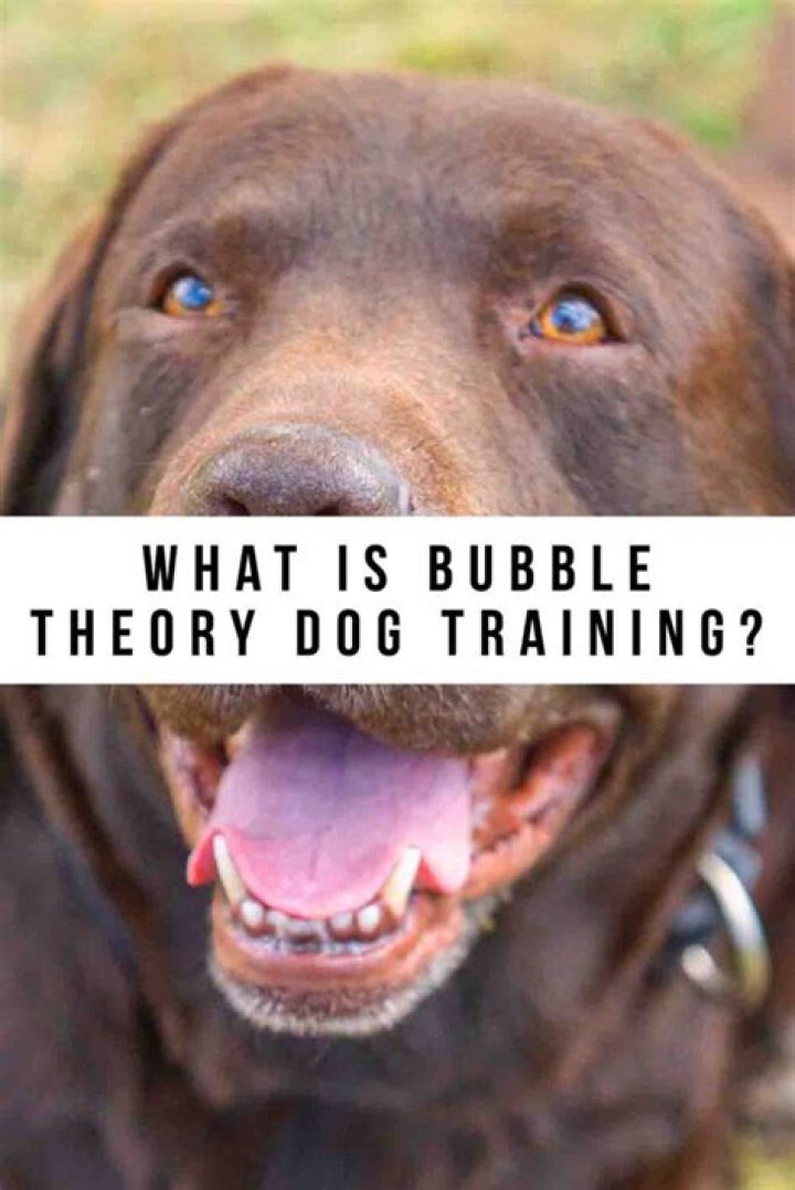 What is the bubble theory for dogs?