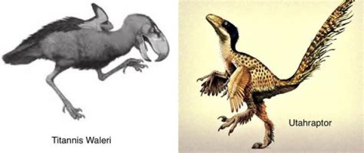 What is the closest bird to a dinosaur?