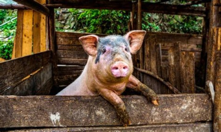 What is the cry of a pig called?