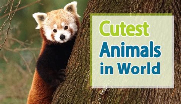 What is the cutest animal in the world 2021?