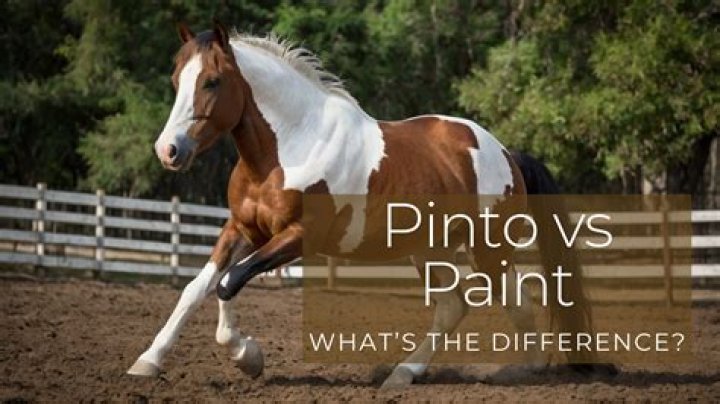 What is the difference between paint and enamel?