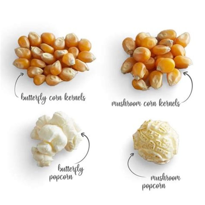 What is the difference between regular popcorn and mushroom popcorn?
