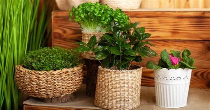 What is the easiest food plant to grow indoors?