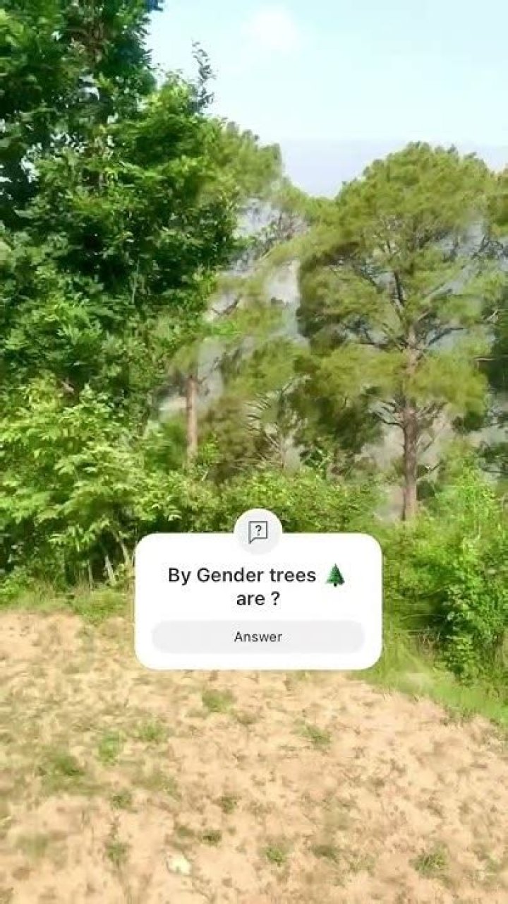 What is the gender of tree?