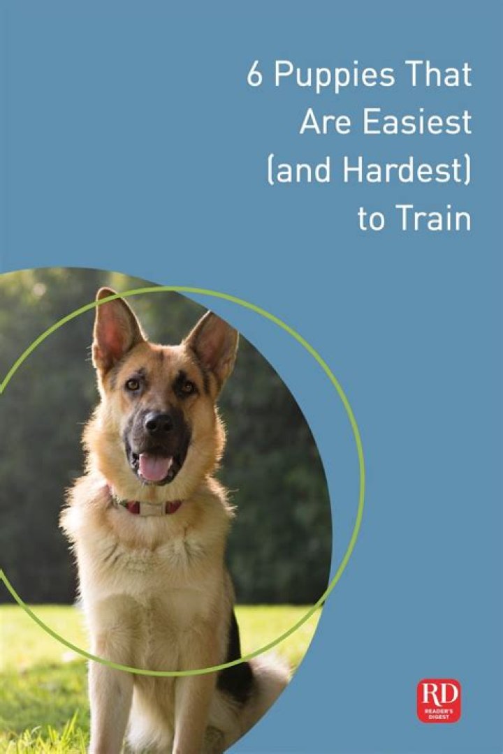 What is the hardest dog to train?