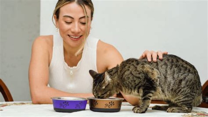 What is the healthiest food for indoor cats?