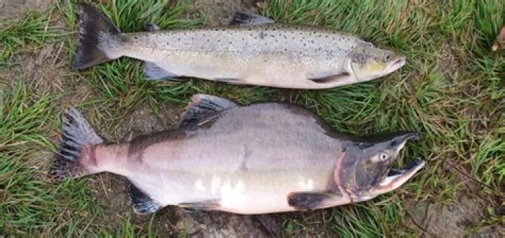 What is the hump on a pink salmon?