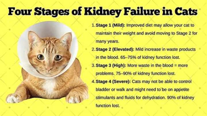 What is the life expectancy of someone with kidney failure?