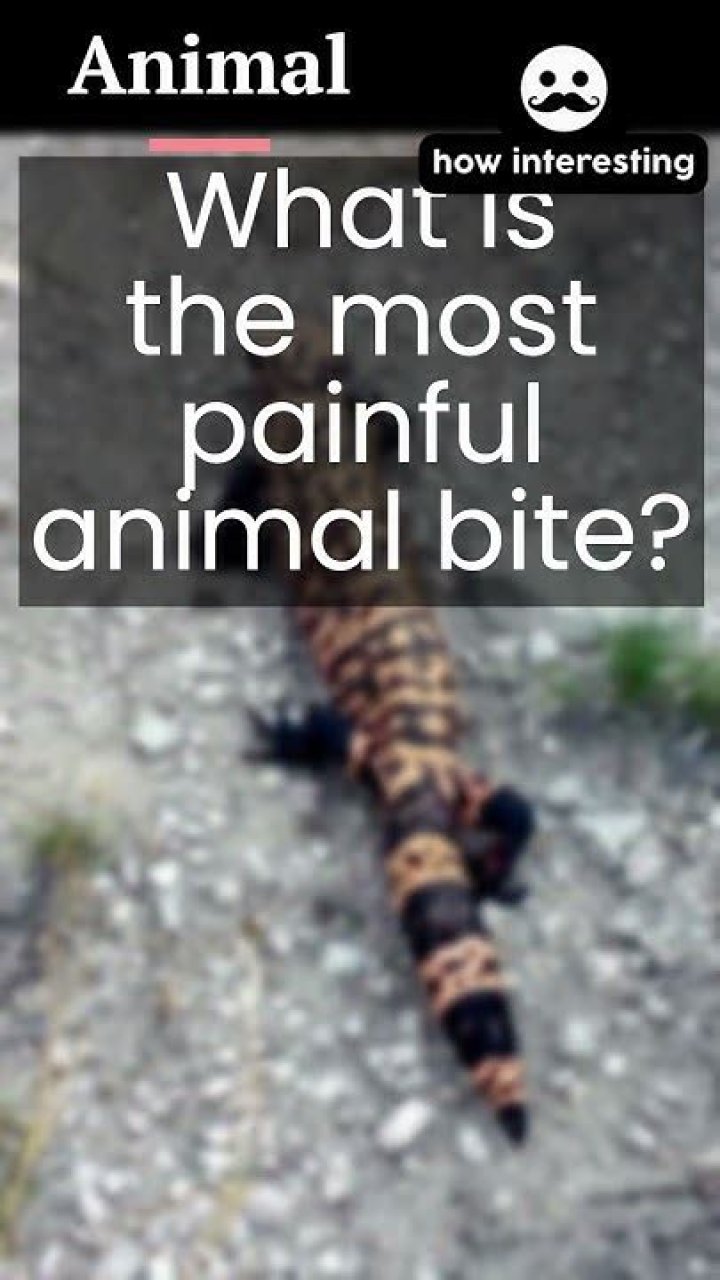 What is the most painful animal bite?