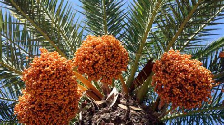 What is the most productive fruit tree?