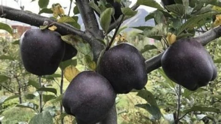 What is the rarest apple in the world?