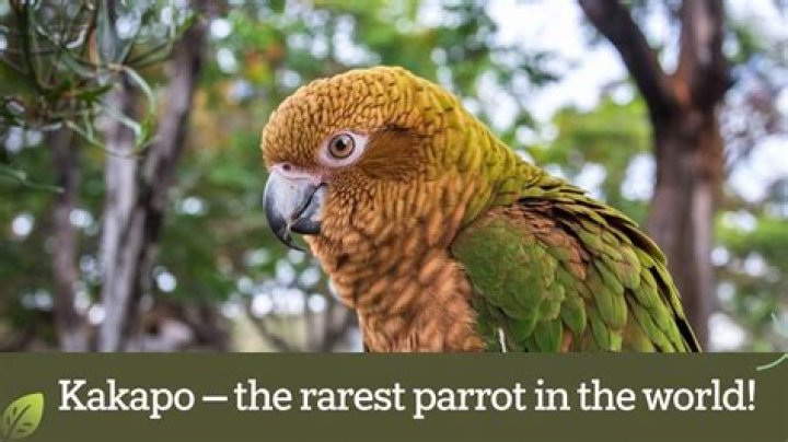 What is the rarest parrot in the world?