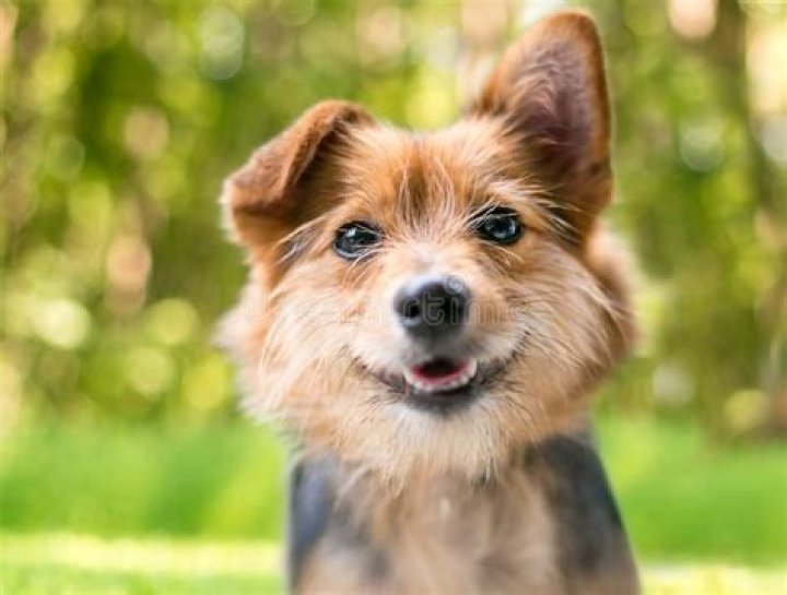 What is the smartest mixed breed dog?