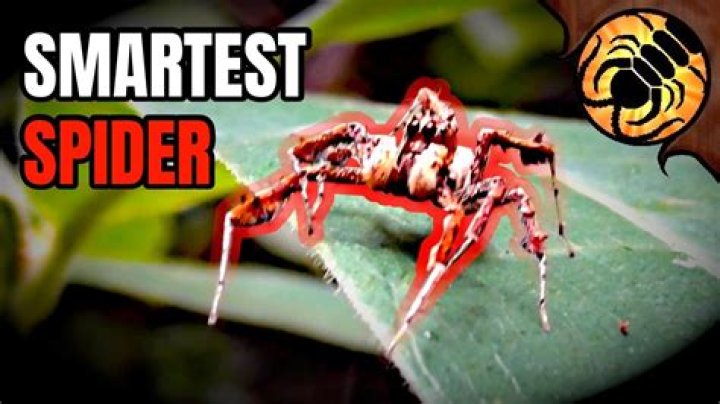 What is the smartest spider?