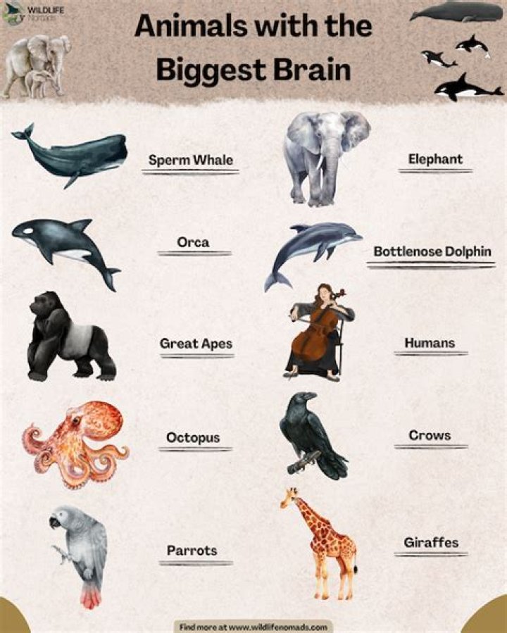 What is the smoothest animal?