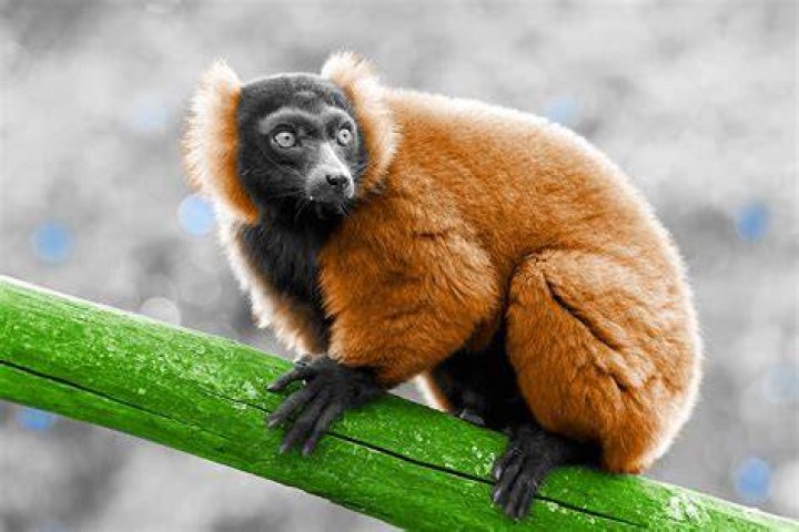 What is the softest animal in the world?