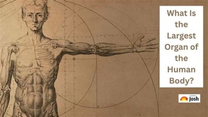What is the weakest part of the female body?