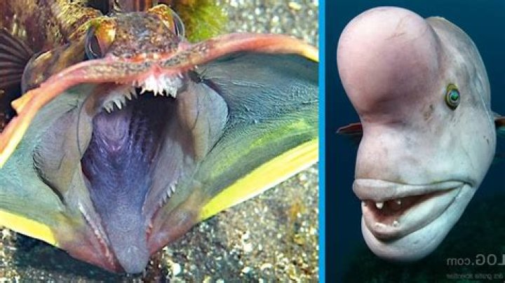 What is the weirdest thing ever?