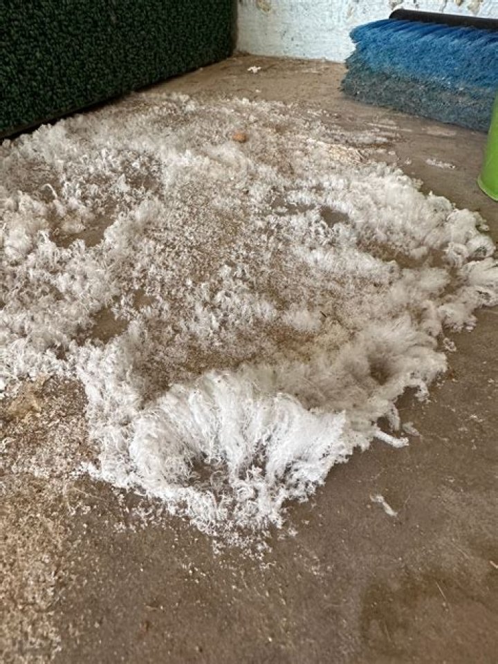 What is the white powder on my concrete floor?