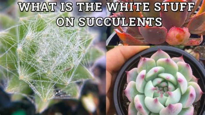 What is the white stuff that comes out of wasps?