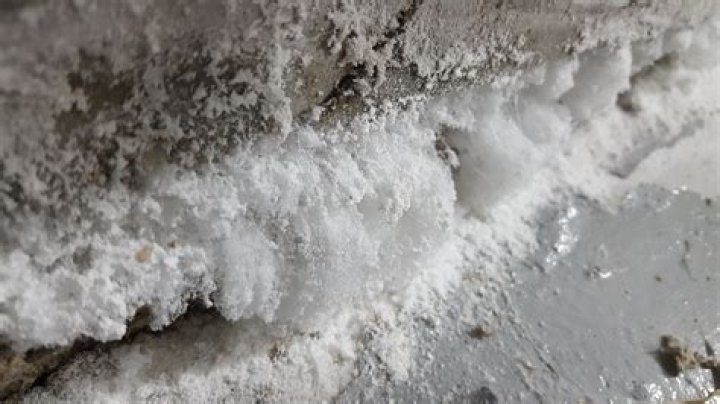 What is white fuzzy mold?