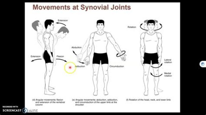 What joint allows you to shake your head no?