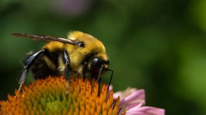 What keeps bumble bees away?