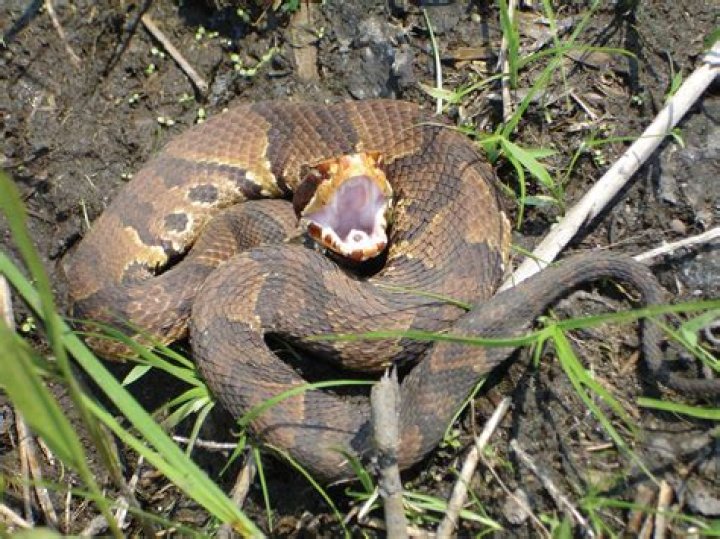 What kills cottonmouth?