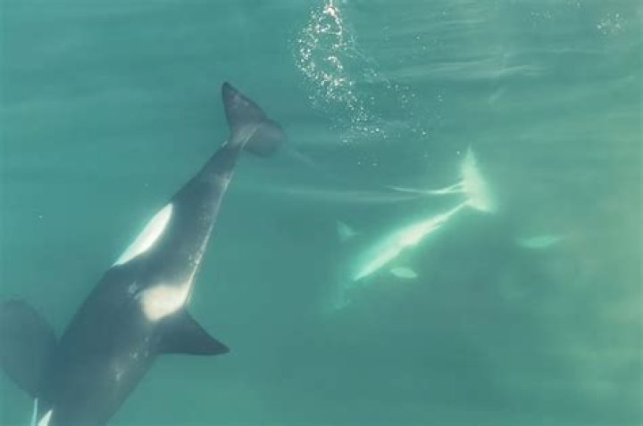 What kills white shark?