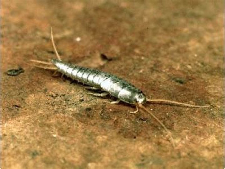 What kind of animal is a silverfish?