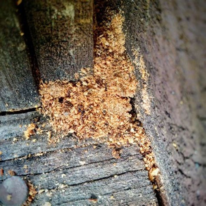 What kind of bug leaves a pile of sawdust?