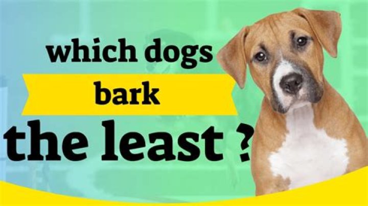 What kind of dog barks the least?
