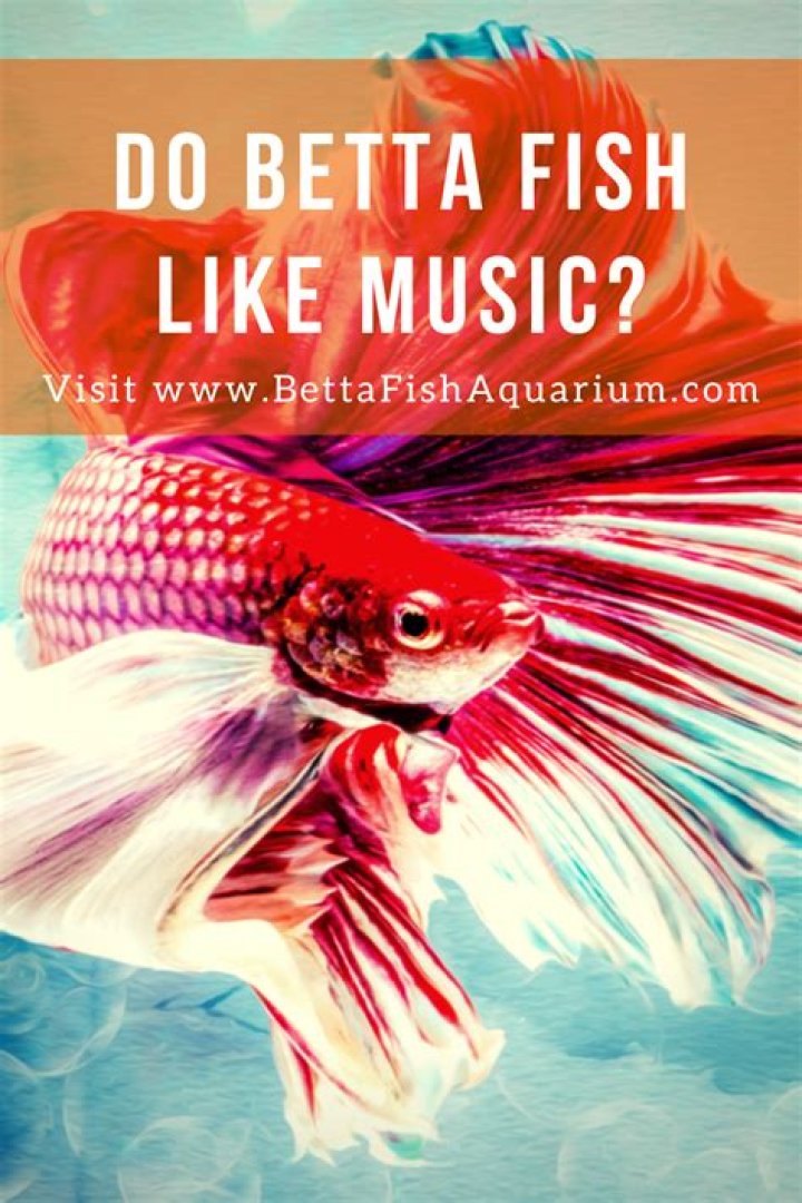 What kind of music do betta fish like?