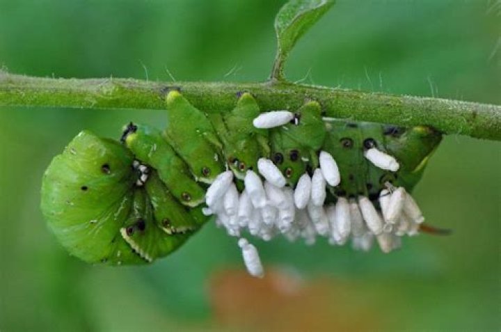 What kind of wasps lay eggs on hornworms?