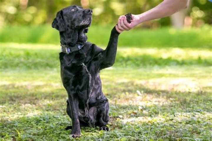 What language is easiest for dogs to understand?