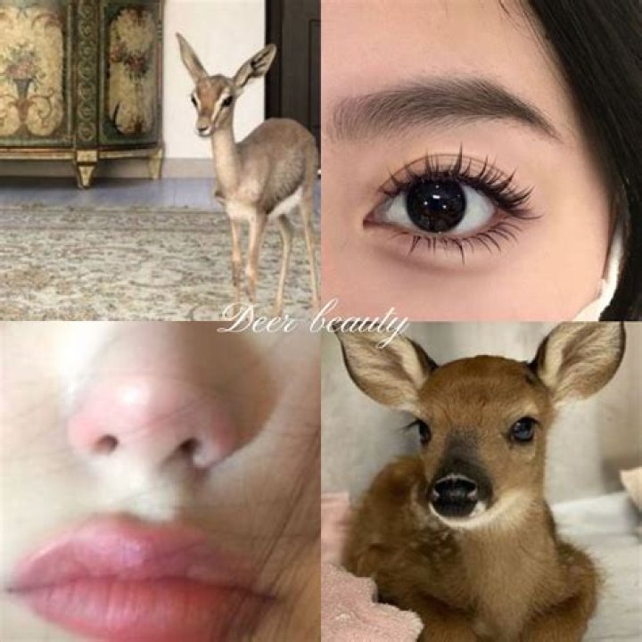 What meat is deer?