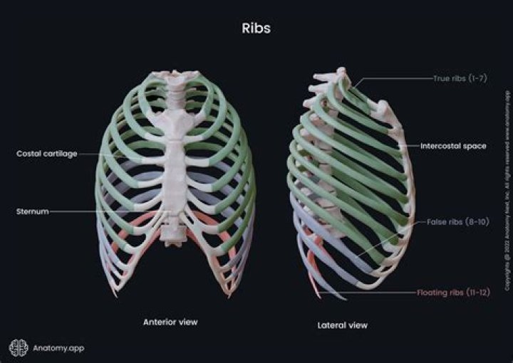What organ is in between your rib cage?