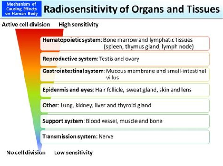 What organs are most sensitive to radiation?