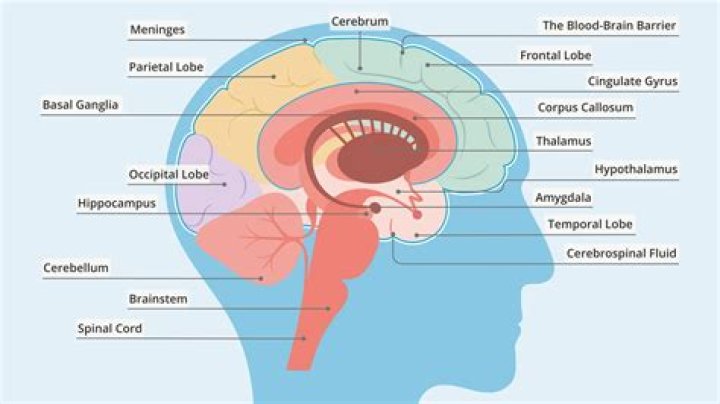 What part of the brain causes echolalia?