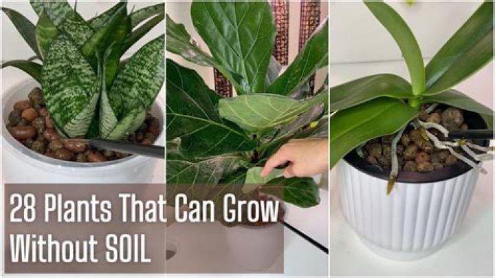 What plant can grow without water?
