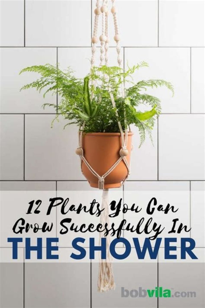What plant do you hang in the shower?