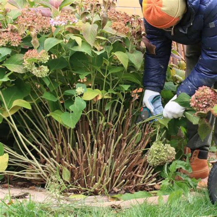 What should hydrangeas look like in winter?