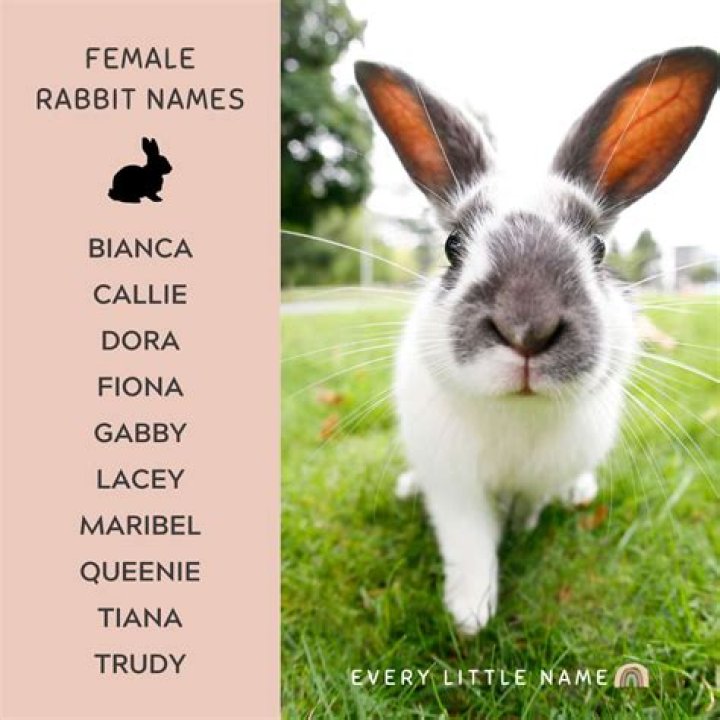What should I name my GREY rabbit?