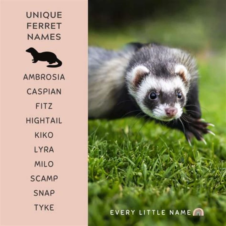 What should I name my shy pet?