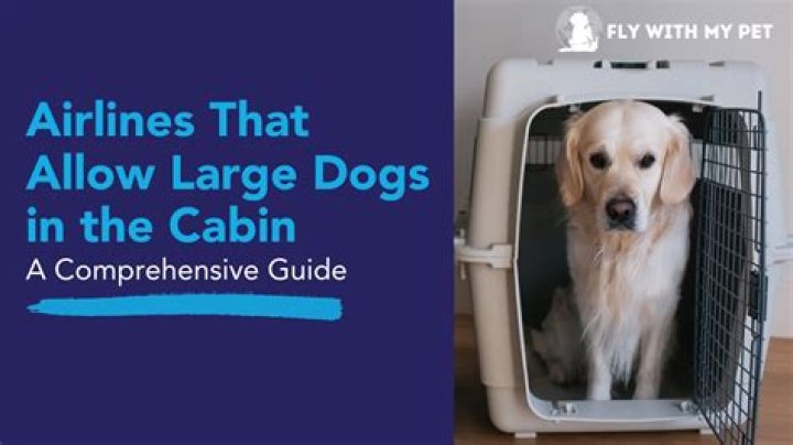 What size dogs can fly in cabin?